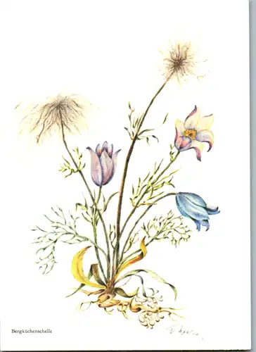 5315  - Blumen , Bergküchenschelle - nicht gelaufen