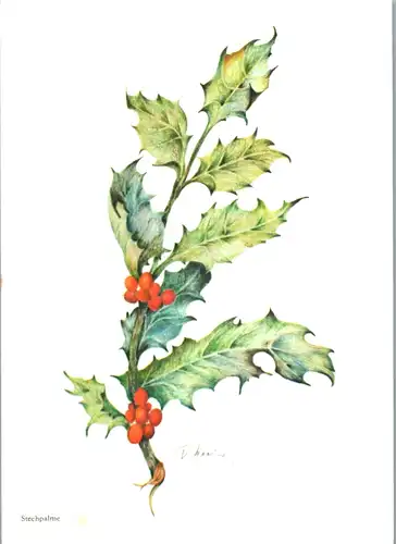 5316  - Blumen , Stechpalme - nicht gelaufen
