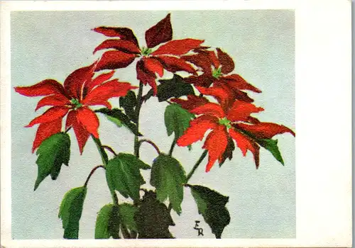 5320  - Blumen , Weihnachtssterne - nicht gelaufen