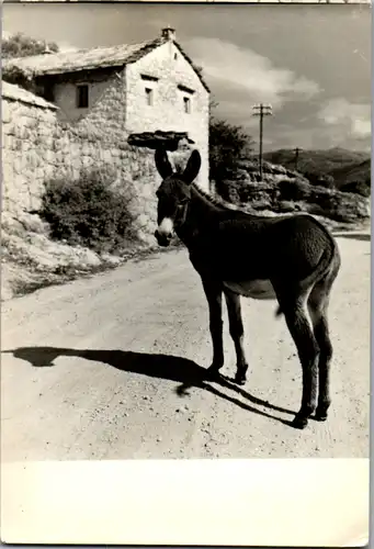 5350  - Tiere , Esel - gelaufen 1959