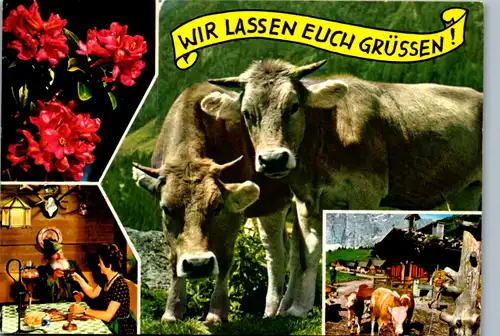 5351  - Tiere , Kühe - gelaufen 1992