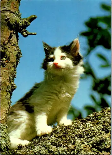 5355  - Tiere , Katze - gelaufen 1990