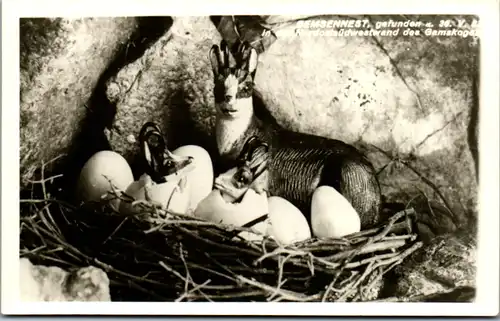 5360  - Steiermark , Gamskogel , Gemsennest gefunden , Nordostsüdwestwand - nicht gelaufen