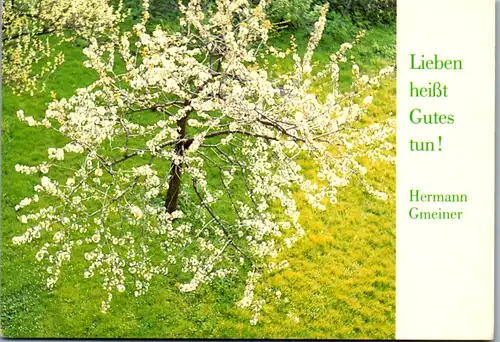 5367  - Motiv , Bäume , Kirschbaum im Frühling , Zitat Hermann Gmeiner - gelaufen