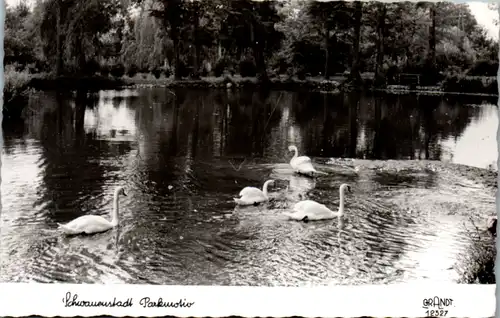 5401  - Oberösterreich , Schwanenstadt , Parkmotiv , Schäne - gelaufen 1963