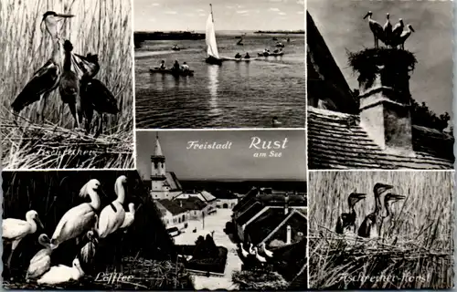 5487  - Burgenland , Rust am See , Neusiedlersee , Mehrbildkarte , Fischreiher , Löffler - nicht gelaufen