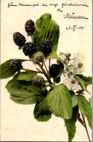 6416 -  - Motiv , Brombeeren - gelaufen 1904