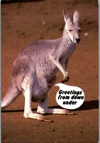 6471 - Australien - Motiv , Tiere , Känguru - gelaufen