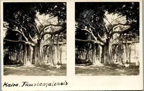 6581 - Ägypten - Kairo , Ficus benghalensis , Banyan Feige , Ficusbenqalensis - nicht gelaufen