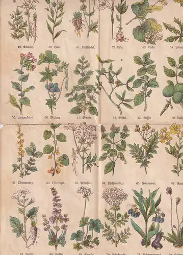 6720 - Österreich - Blumen u. Kräuterkunde , 72 Abbildungen mit Bezeichnung