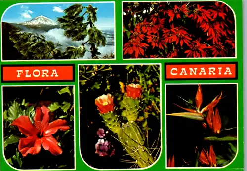6781 - Spanien - Spain , Canarias , Tenerife , Teneriffa , Flora Canaria , Blumen - gelaufen 1980