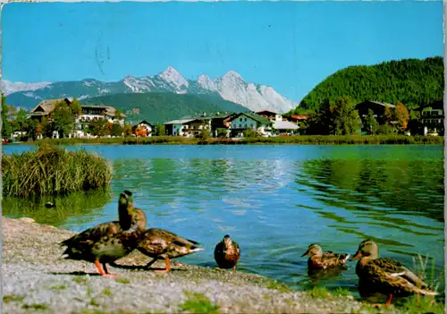 7789 - Tirol - Wildsee in Seefeld mit Wettersteingebirge , Enten - gelaufen