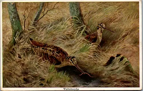 8808 - Künstlerkarte - Waldschnepfen , signiert  - nicht gelaufen