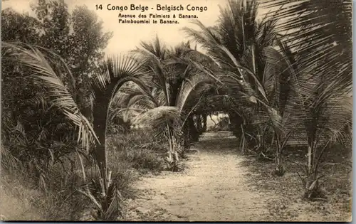 8935 - Belgisch Congo - Congo Belge , Avenue des Palmiers a Banana - gelaufen 1920