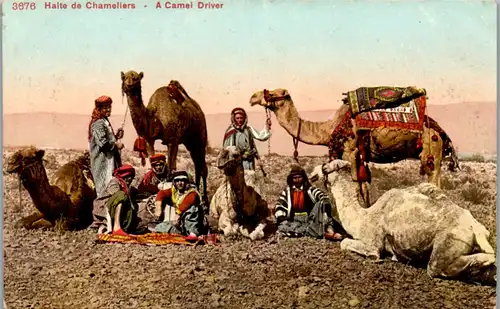 8956 - Tiere - Halte de Chameliers, A Camel Driver , Kamele, Kameltreiber, Araber - nicht gelaufen