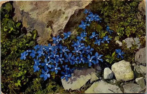 9004 - Motiv - Gentiana verna , Frühlings Enzian , Blumen - gelaufen