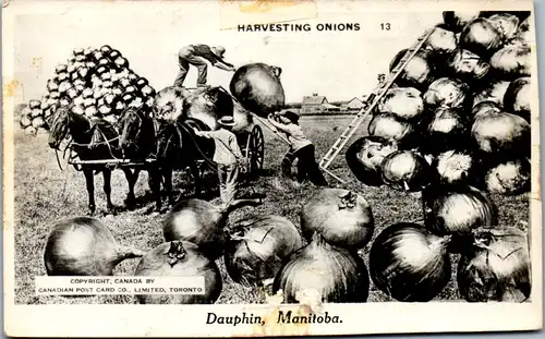 9095 - Kanada - Manitoba , Dauphin , Harvesting Onions , Zwiebelernte , Pferdewagen - nicht gelaufen