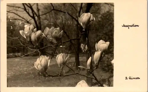 9412 - Motiv - Blumen , Magnolien - gelaufen 1933