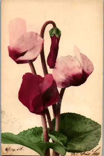 9446 - Motiv - Blumen - gelaufen 1903