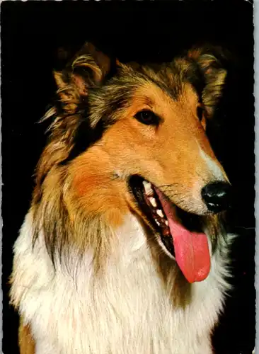 9619 - Motiv - Tiere , Hund , Collie - gelaufen 1969