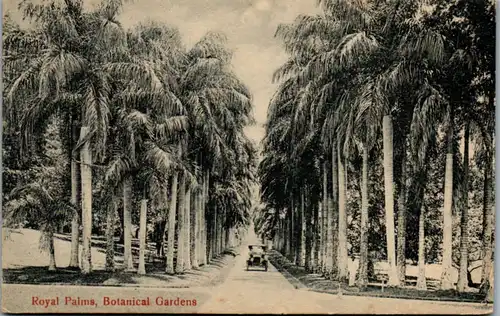 9789 - Sri Lanka - Royal Palms , Botanical Gardens , Auto , Palme - nicht gelaufen
