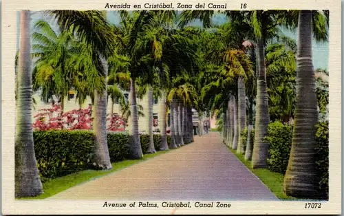9808 - Panama - Cristobal , Avenida en Cristobal , Zona del Canal , Avenue of Palms - nicht gelaufen