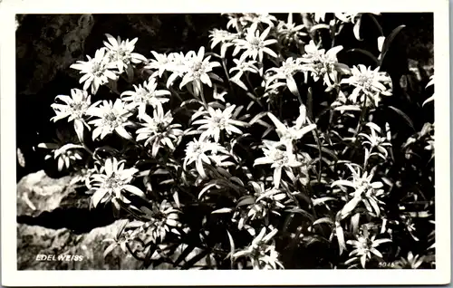 9837 -  - Blumen , Edelweiss - nicht gelaufen