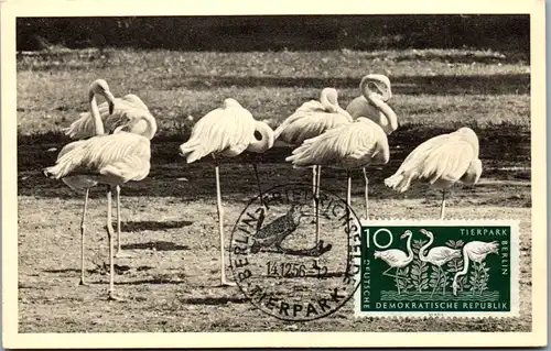 10046 - Deutsche Demokratische Republik - Ersttag , Tierpark Berlin Friedrichsfelde , Flamingos - nicht gelaufen 1956