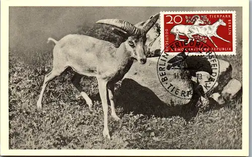10048 - Deutsche Demokratische Republik - Ersttag , Tierpark Berlin Friedrichsfelde , Wildschafe - nicht gelaufen 1956