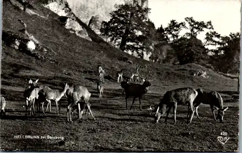 10068 - Salzburg - Tierpark Hellbrunn Dammwild , Hirsch , Rehe - gelaufen 1966