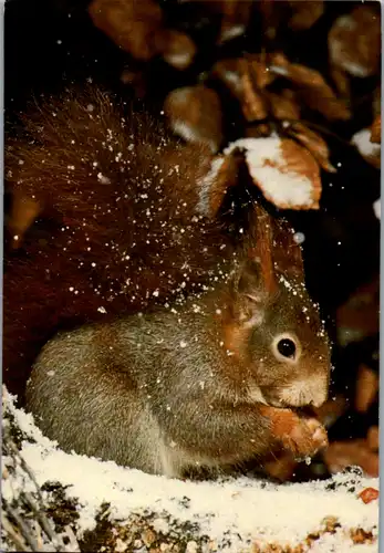 10483 -  - Eichhörnchen im Winter , Tiere - nicht gelaufen