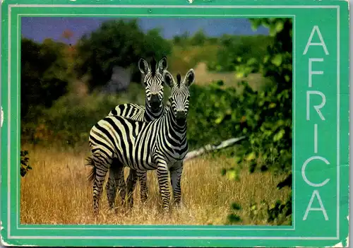 10492 - Afrika - Zebra , Tiere - gelaufen