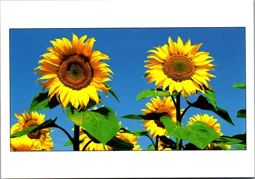 10514 - Motiv - Sonnenblumen - nicht gelaufen