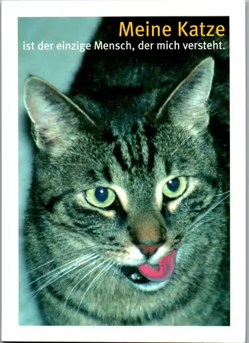 10519 -  - Meine Katze ist der einzige Mensch der mich versteht , Tiere - nicht gelaufen