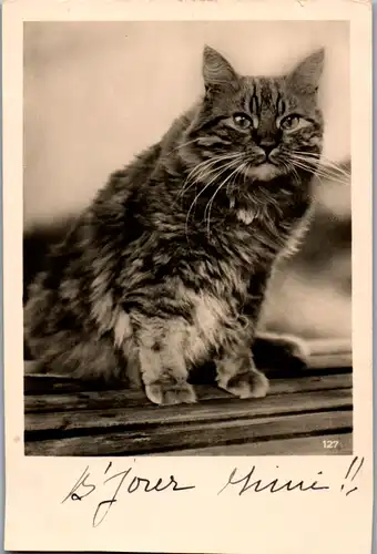 10570 - Motiv - Katze , Tiere - nicht gelaufen