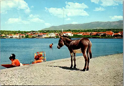 10713 - Kroatien - Novalja , Strand , Esel - gelaufen 1969