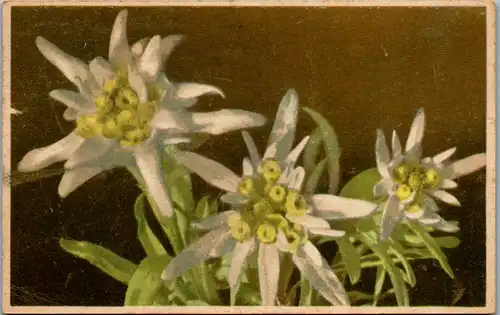 10783 -  - Motiv , Edelweiß , Leontopodium alpinum , Blumen - gelaufen 1944