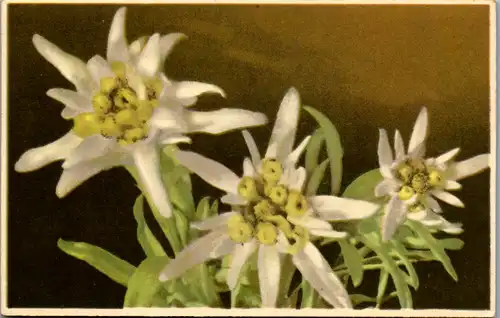 10820 -  - Motiv , Edelweiß , Leontopodium alpinum , Blumen - gelaufen 1944
