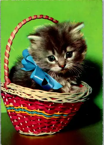 10855 - Motiv - Katze , Kätzchen im Korb , Tiere - gelaufen