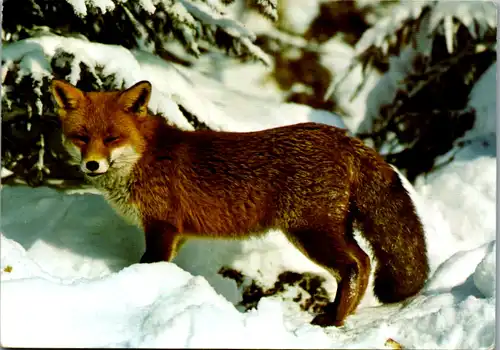 10909 -  - Tiere , Fuchs , Winter - nicht gelaufen