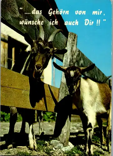 10910 -  - Tiere , Ziegen , Ziege - nicht gelaufen