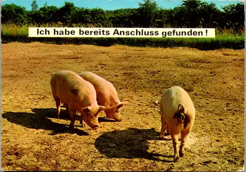 10912 -  - Tiere , Schweine , Schwein - nicht gelaufen