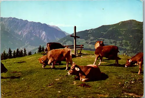 10914 -  - Tiere , Kühe , Kuh auf der Alm , Almvieh - nicht gelaufen