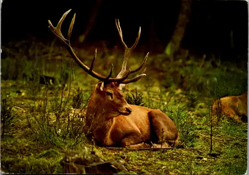 10915 -  - Tiere , Rothirsch , Hirsch - nicht gelaufen