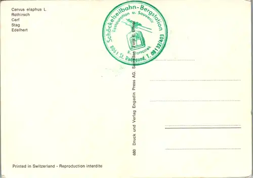 10915 -  - Tiere , Rothirsch , Hirsch - nicht gelaufen