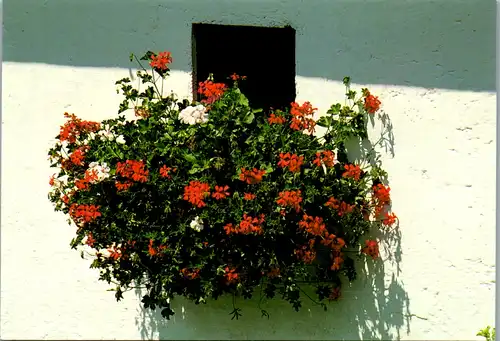 10927 - Tirol - Blumenfenster in Tirol - nicht gelaufen