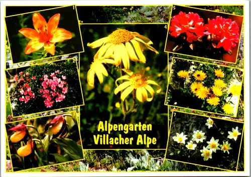 10950 - Kärnten - Alpengarten Villacher Alpe , Blumen , Mehrbildkarte - nicht gelaufen
