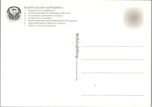 10950 - Kärnten - Alpengarten Villacher Alpe , Blumen , Mehrbildkarte - nicht gelaufen