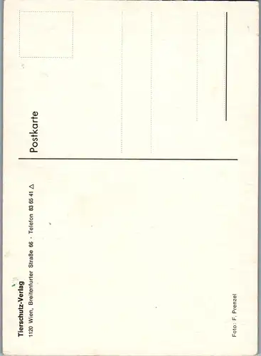 10951 -  - Kinder , Mädchen mit Hund , Schäfer - nicht gelaufen