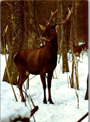 10977 -  - Tiere , Rothirsch , Hirsch - nicht gelaufen